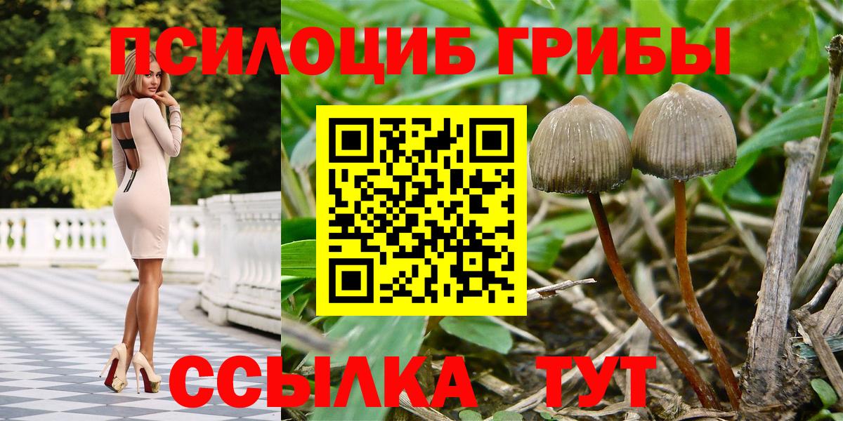 Галлюциногенные грибы Psilocybine cubensis Вятские Поляны